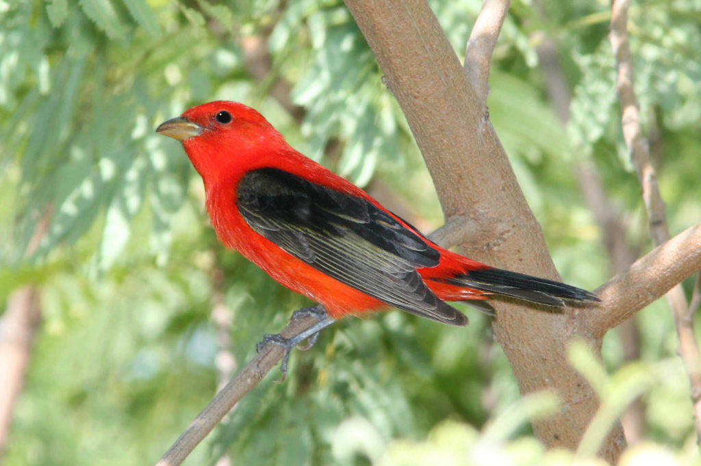 Image d'un tangara écarlate, un oiseau rouge aux ailes noires.