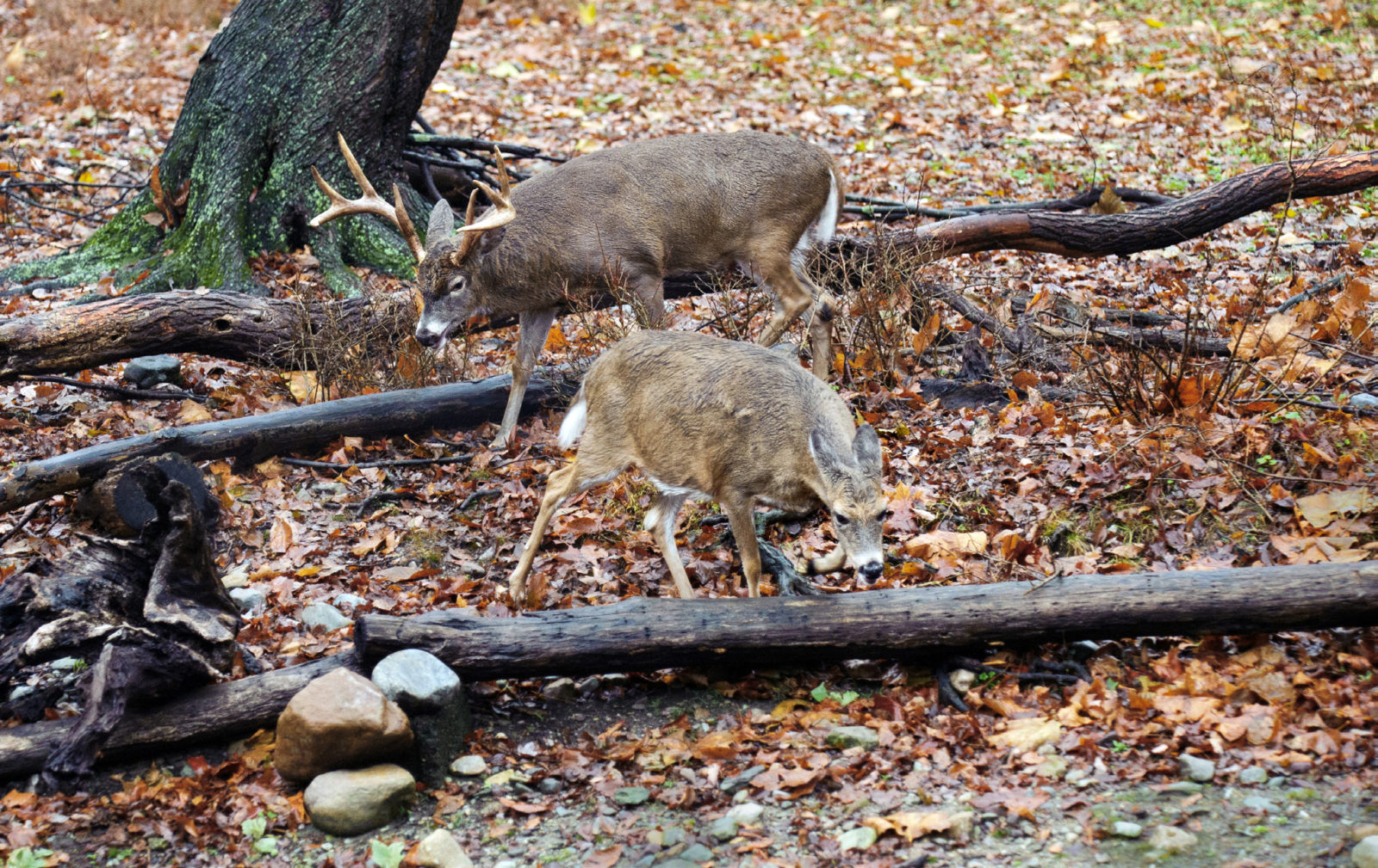 Image de deux cerfs à queue blanche, une biche et un mâle, dans l'enclos de recherche.