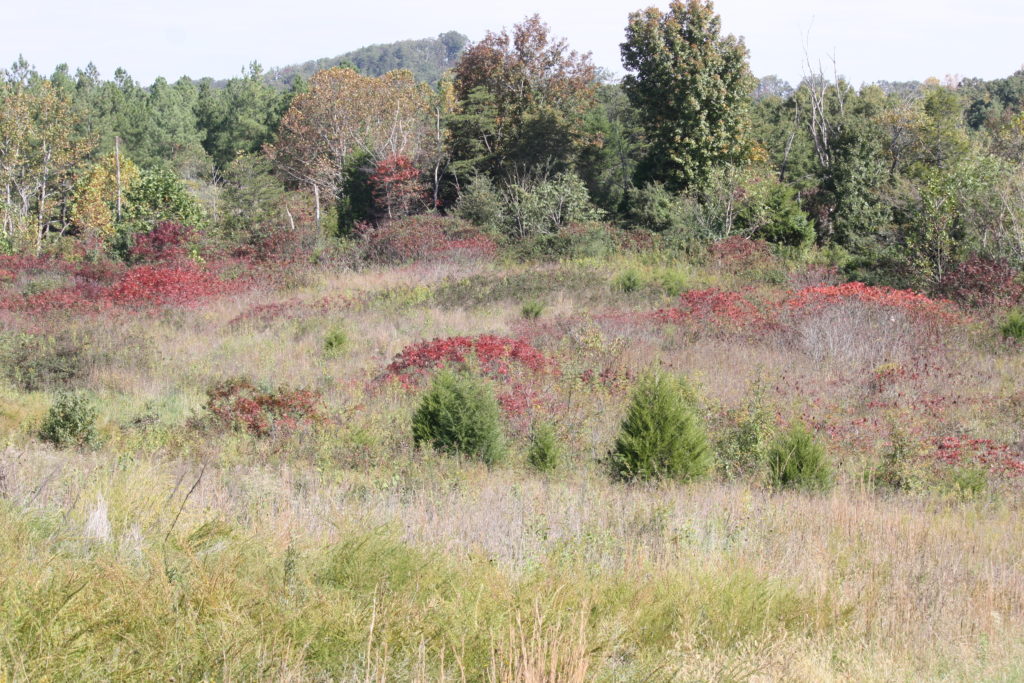 Les fourrés, les mauvaises herbes et les broussailles, comme le sumac ailé et le sumac vinaigrier, ainsi que d'autres arbustes indigènes dans ce vieux champ, constituent d'excellents abris pour les oiseaux chanteurs en automne et en hiver. 