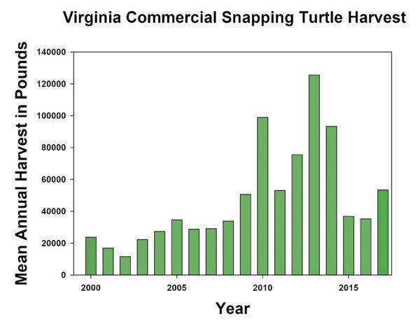 Un graphique montrant comment les nouvelles règles de capture permettent aux populations de tortues de se reconstituer et à la récolte moyenne de viande de tortue en livres d'augmenter.