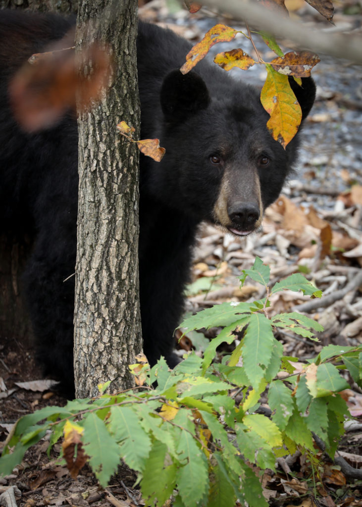 Image d'un ours noir regardant derrière un arbre.