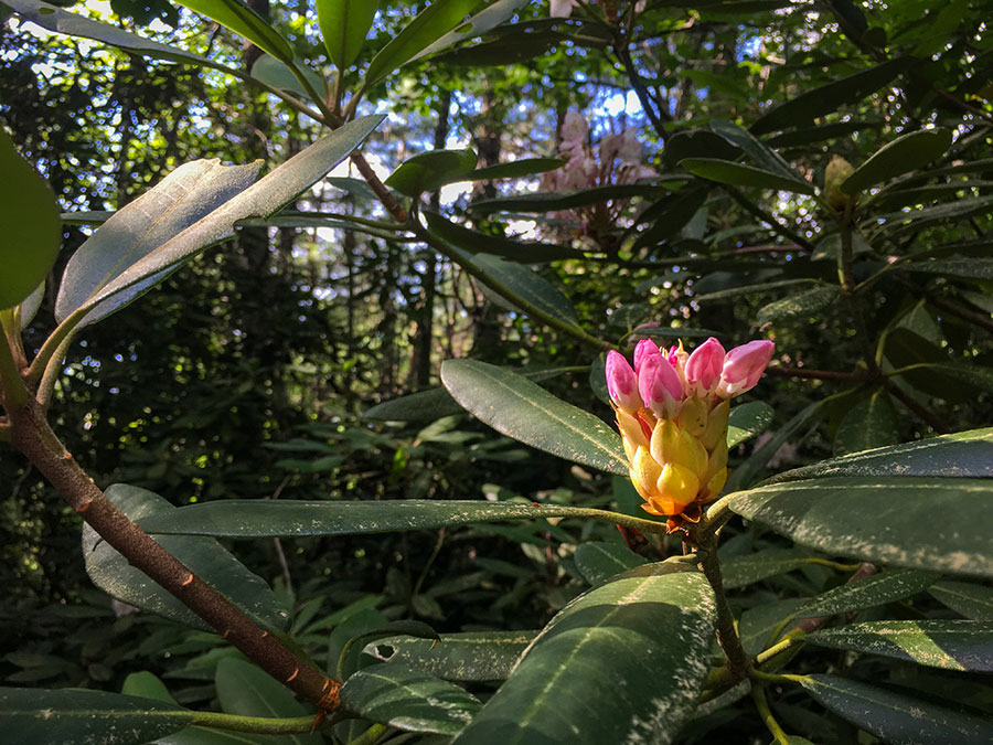 Un rhododendron rose sauvage commun dans la Stewarts Creek WMA. 