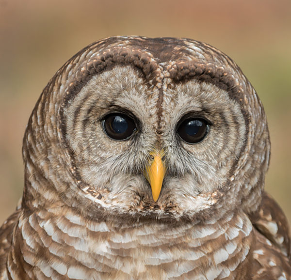 Image d'une chouette effraie avec ses plumes barrées grises et brunes distinctives entourant ses yeux.