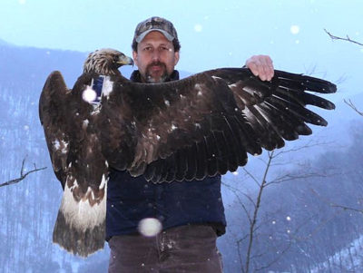 Image d'un biologiste tenant un aigle royal de deux ans sur lequel est placé un traceur ; cette image a été prise au sommet de Clinch Mountain dans la neige.
