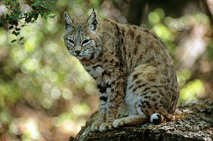 lynx