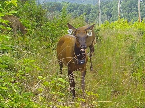Image de deux élans des vaches, celui au premier plan porte des marques d'identification à l'oreille et un collier de repérage ; ils se trouvent dans une clairière boisée.