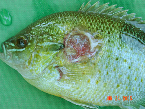 Image d'un poisson-lune rouge atteint d'une infection bactérienne
