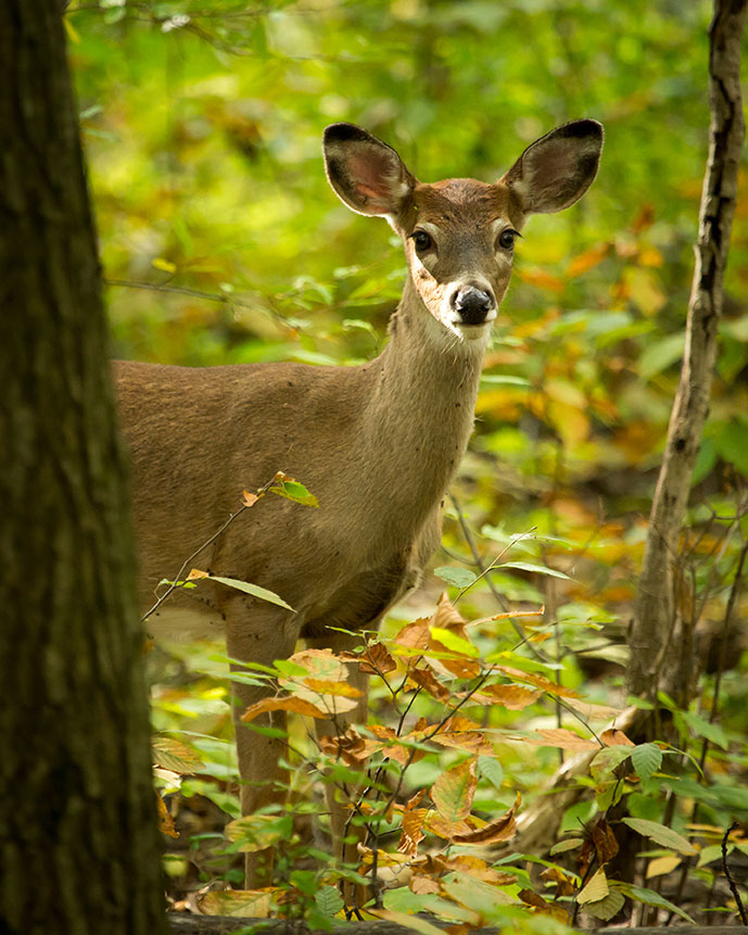 Image d'un cerf à queue blanche regardant derrière un arbre.