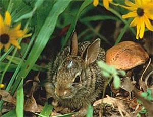 Image d'un jeune lapin de l'Est avec une coloration bringée noire et brune et une tache blanche sur le dessus de la tête.