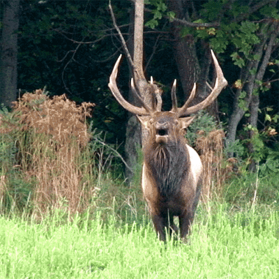 Une image de l'élan
