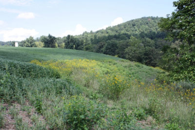 Une belle bordure de mauvaises herbes et de fleurs sauvages entre un champ de culture et un bois.