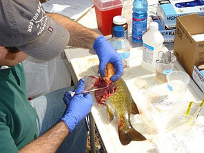 Image d'un scientifique découpant le poisson infecté pour inspecter la maladie.