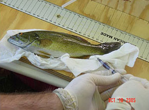 image d'un biologiste prélevant un échantillon de sang sur un achigan à petite bouche infecté