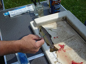 Image d'un biologiste prélevant des échantillons d'un petit poisson pour y déceler des maladies.