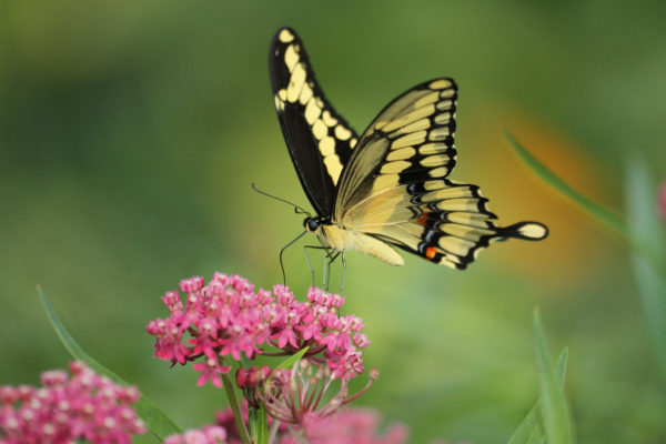 Papillon géant à queue d'hirondelle sur l'asclépiade