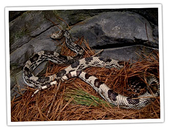 Image d'une couleuvre des pins avec sa couleur feu distinctive et ses marques brun foncé.