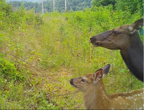 une image d'une vache élan et de son veau pommelé avec un gros plan sur leurs visages ; dans une clairière de la forêt.