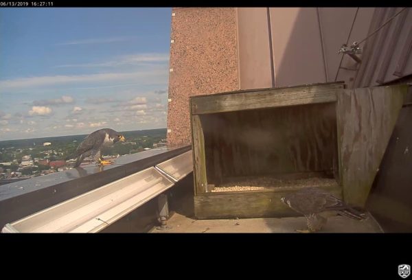 Le couple de Richmond (mâle à gauche, femelle à droite) se regardant l'un l'autre près du nichoir.