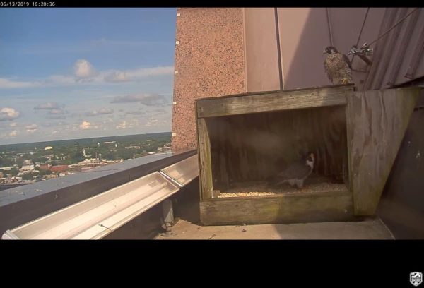 Le couple de Richmond (mâle dans la boîte, femelle en haut à droite) au nichoir 