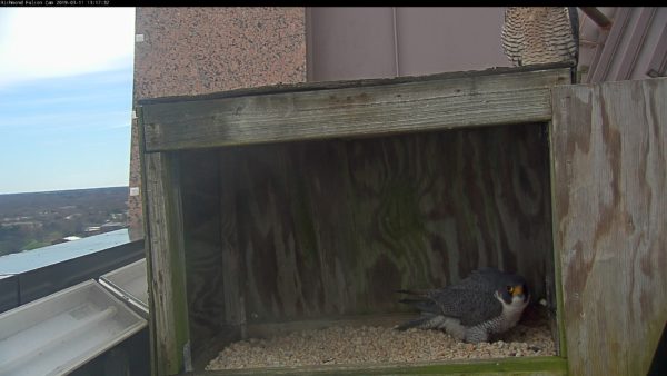Le mâle se tient dans le racloir tandis que la femelle s'assoit sur le dessus de la boîte.