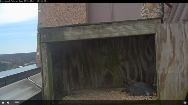 Le mâle travaille à la création de l'écorchure, tandis que la femelle s'assoit sur le dessus de la boîte. 