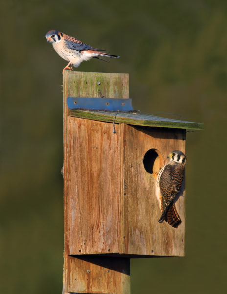 Image de deux faucons crécerelles sur un nichoir