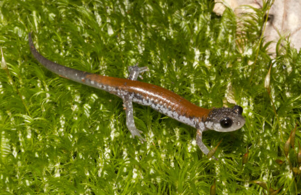 Image de la salamandre de Yonahlossee
