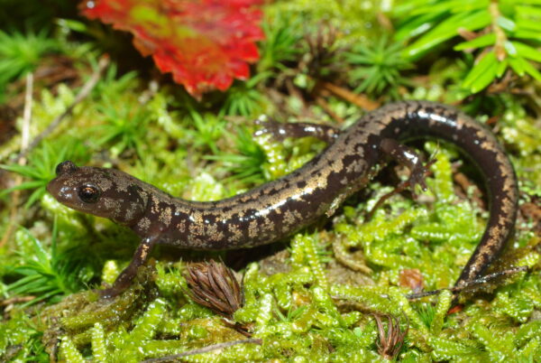 Une image de la salamandre de Weller