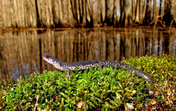 Image de la salamandre mince de la côte atlantique