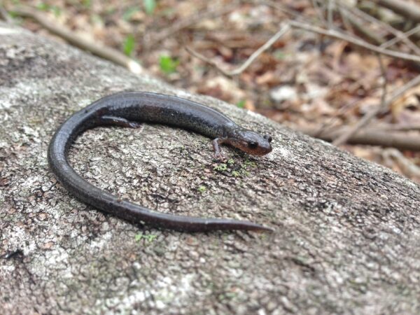 Une image de la salamandre des vallées et des crêtes
