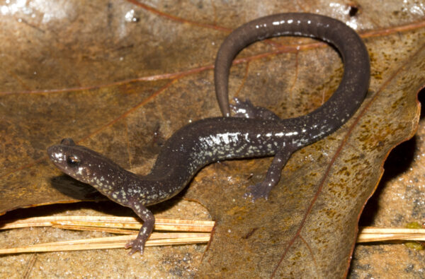 Une image de la salamandre des montagnes de Shenandoah