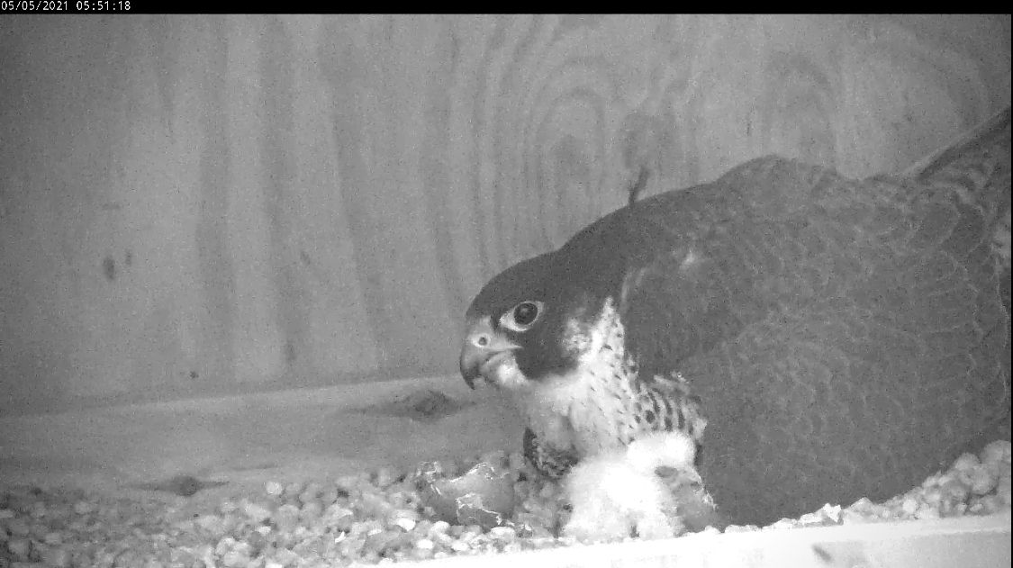 Deux poussins ont éclos pendant la nuit sous leur parent.