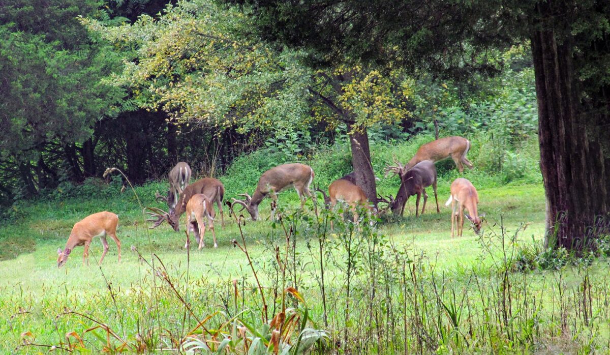 Image d'un troupeau de cerfs se nourrissant d'herbe à l'extérieur d'une forêt de feuillus.