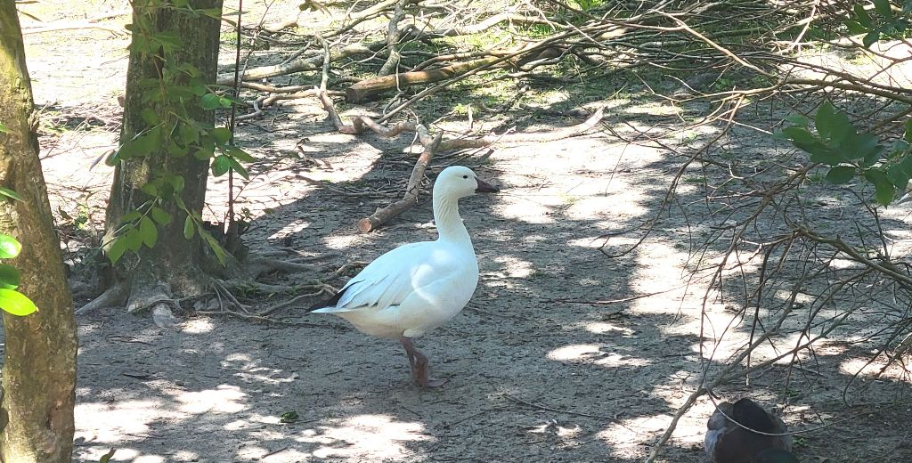 Une oie des neiges à Blue Bird Farm.