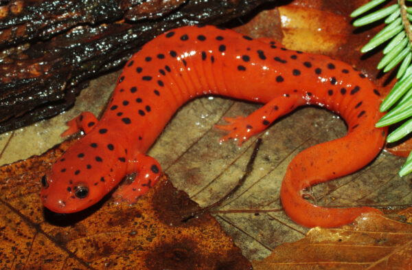 Image d'une petite salamandre tachetée orange