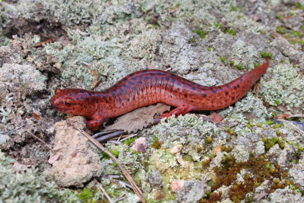 Une image de la salamandre rouge