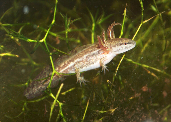 Une image de la salamandre de Mabee