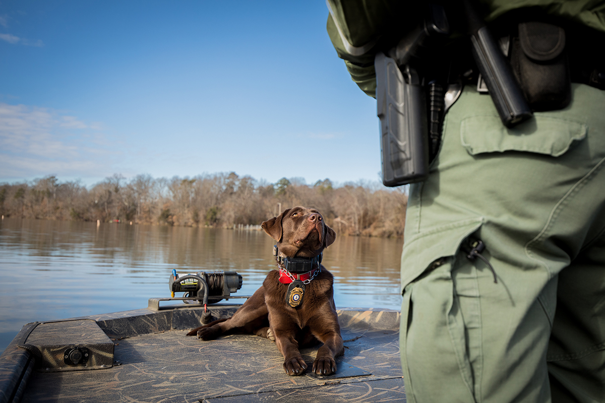 K9 Molly détecte l'odeur en se couchant et en regardant le maître-chien Wes Billings.