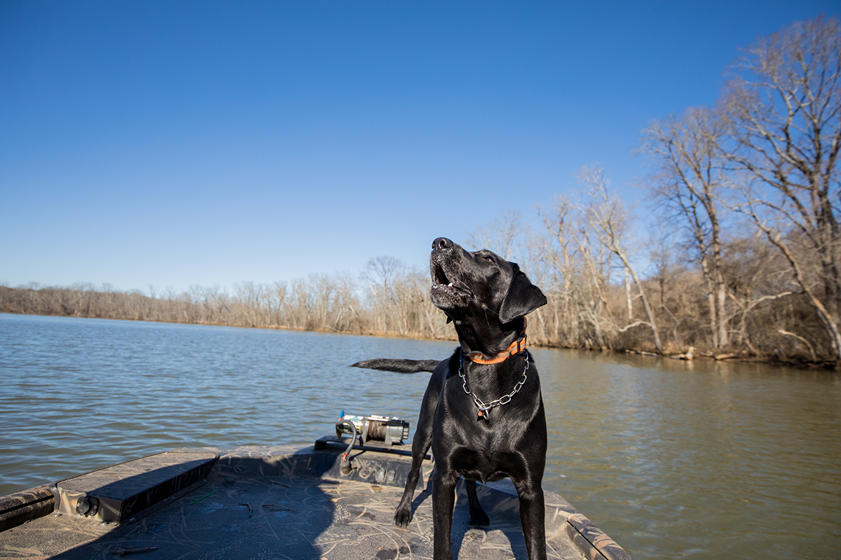 K9 Bailey alerte à l'odeur dans l'eau.