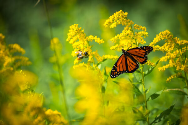 Image d'un papillon monarque et d'une abeille se nourrissant de petites fleurs jaunes dans une prairie de fleurs sauvages.