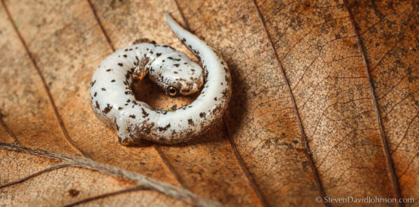 Image de la salamandre à quatre doigts