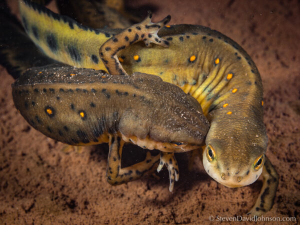 Une image du triton à points rouges