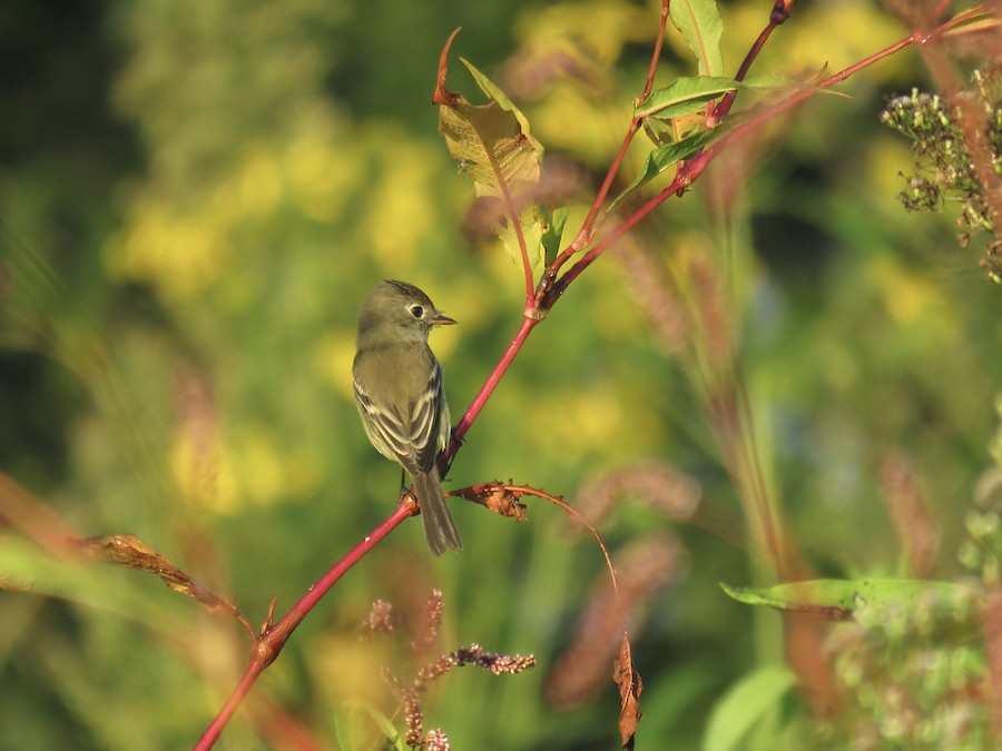 Image d'un gobe-mouche sur une branche