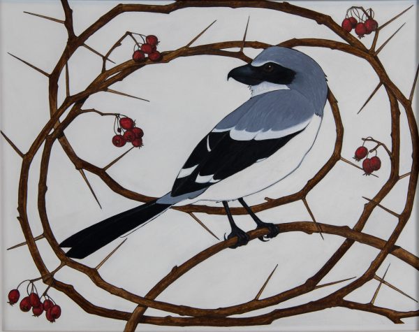 Une image d'une pie-grièche sur une branche hérissée a reçu la mention honorable dans la catégorie des gravures d'art.