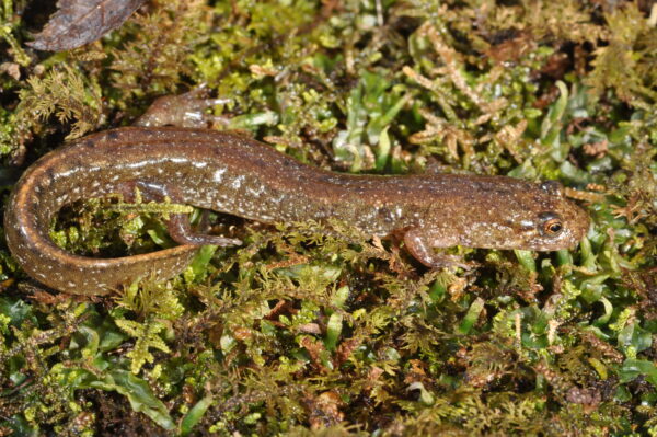Image de la salamandre à tête plate