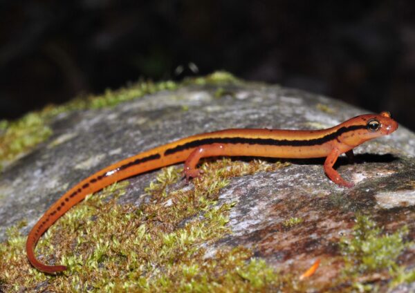 Une image de la salamandre à deux lignes de la crête bleue