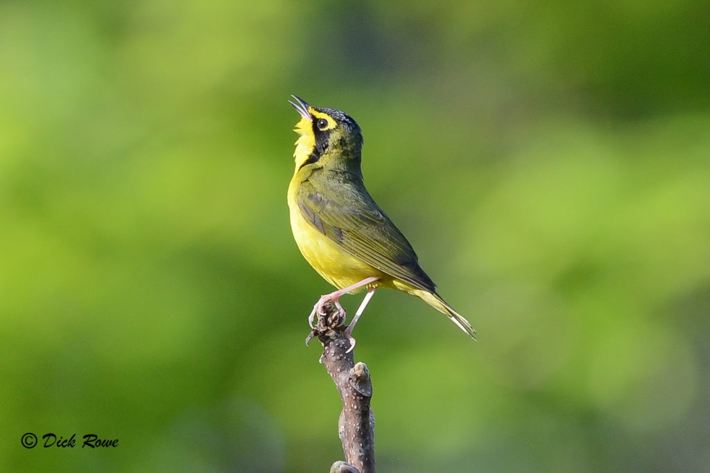 Image d'une fauvette du Kentucky sur une branche