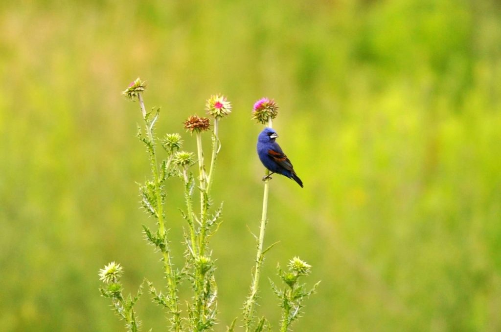 Image d'un gros-bec bleu sur un chardon