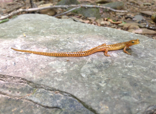 Image de la salamandre à longue queue de l'Est