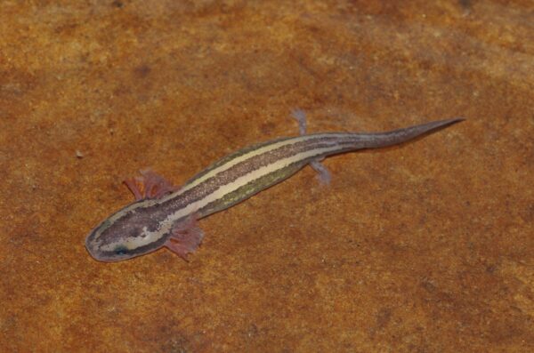 Une image du chien de boue commun